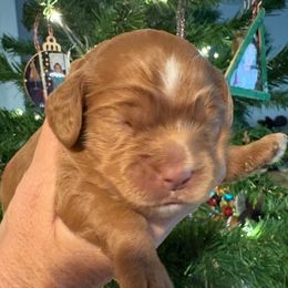 Girl 1 - Red and white female Cockapoo puppy in Carlotta, California from Lost Coast Bernese Mountain Dogs