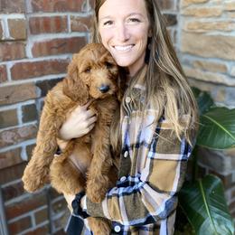 Goldendoodle Puppies from Bows & Ties Doodles