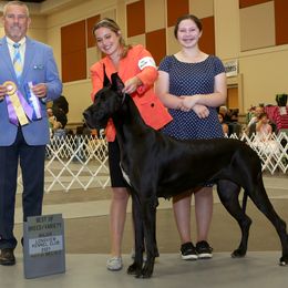 Beagles, Great Danes, and Miniature Bull Terriers from Sunrise-Ferric