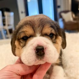 Reef - Black tan and white male Beagle puppy in Brownsboro, Texas from Willow Bark Beagles