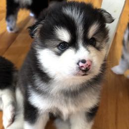 Apollo - Black and white male Pomsky puppy in Fuquay Varina, North Carolina from Raleigh Mini Pomskies
