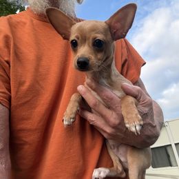 Goldie - Cream and white male Chihuahua puppy in Dover, Arkansas from Blue Chihuahuas of Arkansas