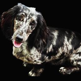 Lotus - Dachshund