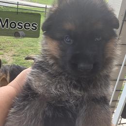 Matthias - Black and red male German Shepherd puppy in Reno, Ohio from Segen Von Gott German Shepherd’s
