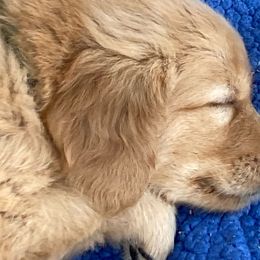 AKC Kenny - Golden Golden Retriever puppy in Sacramento Area, California from Gold Country Golden Retrievers