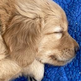 AKC Kenny - Golden Golden Retriever puppy in Sacramento Area, California from Gold Country Golden Retrievers