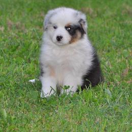 Australian Shepherd Puppies from Platinum Edition