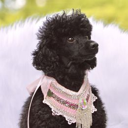 Sweet Pea - Poodle