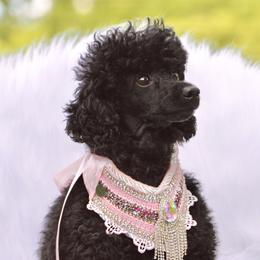 Sweet Pea - Poodle