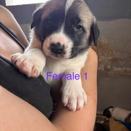 Girl 1 - Biscuit and white female Anatolian Shepherd Dog puppy in Daggett, Michigan from T&S Anatolians