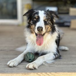Maui - Border Collie
