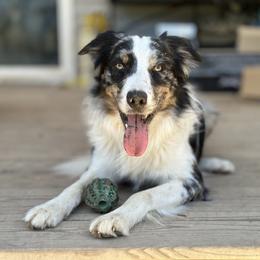 Maui - Border Collie