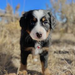 Vixie - Double Doodle puppy from Dry Canyon Pups
