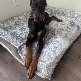 Doberman Pinscher All Grown Up from Odremans Dobermans