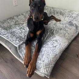 Doberman Pinscher All Grown Up from Odremans Dobermans