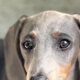 Dachshunds from De Blue Dachshunds
