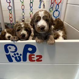 Goldendoodle Puppies from Lover Dover Doodles