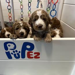 Goldendoodle Puppies from Lover Dover Doodles