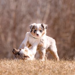 Border Collie Puppies from Snow Pine Ranch
