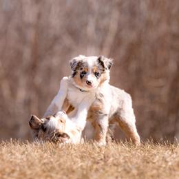 Border Collie Puppies from Snow Pine Ranch