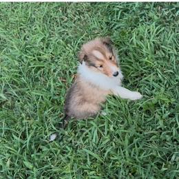 Viviane. Lively - Sable and white female Collie puppy in Malvern, Arkansas from Lost Acres Collies