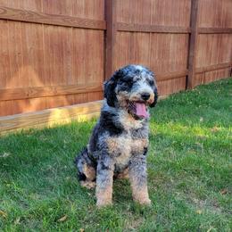 Enzo - Bernedoodle