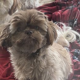 Ruby - Shih Tzu
