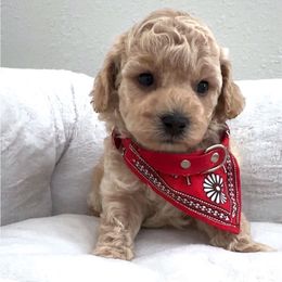 Ollie Bear - Apricot male Maltipoo puppy in Spring, Texas from GlamPaw Maltipoos