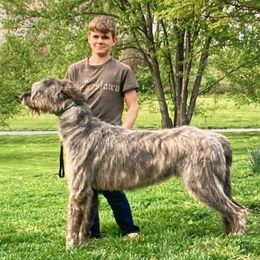 Irish Wolfhound puppies from Hounds of Ravenhill