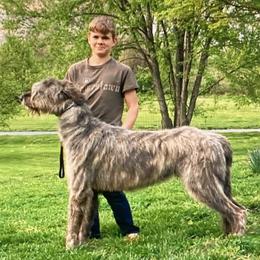 Irish Wolfhound puppies from Hounds of Ravenhill