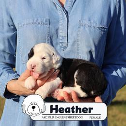Heather - Gray and white female Old English Sheepdog puppy in Cleveland, Tennessee from Narrow Path Old English & Sheepadoodles
