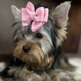 Girl 2 - Yorkshire Terrier puppy in Livermore, California from Ruben & Tatiana’s Yorkshire Terriers