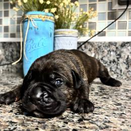 Mabel (Purple-Black) - Black brindle female Cane Corso puppy in Beech Island, South Carolina from Relic Cane Corso