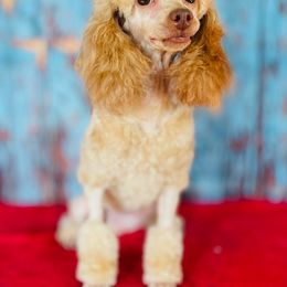 Jolene - Poodle