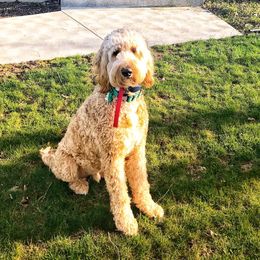 Goldendoodle, Poodle, and Sheepadoodle All Grown Up from Brewer's Goldendoodles & Sheepadoodles