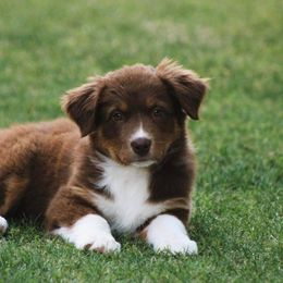 Australian Shepherd Puppies from Far Out Aussies