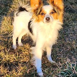 Evie - Papillon