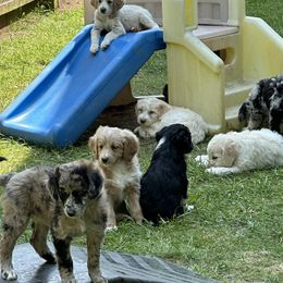 Bordoodle Puppies from Bordoodles of Maine