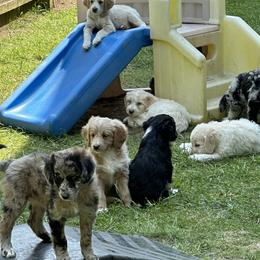 Bordoodle Puppies from Bordoodles of Maine