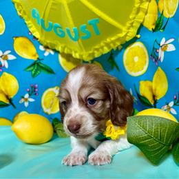 August - Sable male Dachshund puppy in Somerset, Pennsylvania from Rae’s Dapper Dachshunds