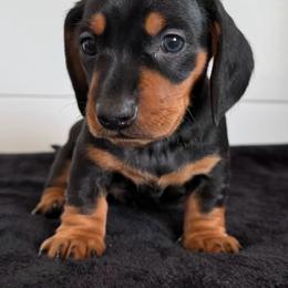 Marshall - Black and tan male Dachshund puppy in Callahan, Florida from Little Foot Kennels