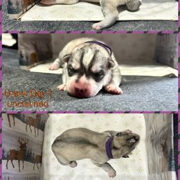 Grave - Gray and white female Siberian Husky puppy in Canton, Ohio from Bleu Skies Siberian Huskies