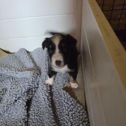 Buck - Black tri male Miniature Australian Shepherd puppy in Lithia, Florida from Waterford Doodle Farm