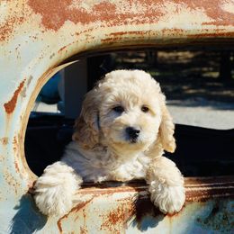 Captain - Cream Goldendoodle puppy in Huntington, Arkansas from Prairie Creek Goldendoodles