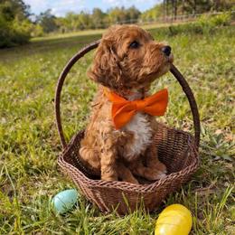 Arrow - Red  male Goldendoodle puppy in Augusta, Georgia from Ivey's Poodles & Doodles