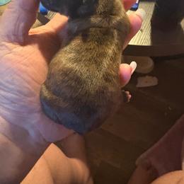 Juliet - Brindle female Shih Tzu puppy in Mattoon, Illinois from Jenkins Tzu and Poo’s