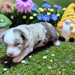 Fantasia - Red merle female Toy Australian Shepherd puppy in Mountain Home, Idaho from LJK Boxers & Toy Aussies