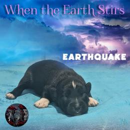 Earthquake - Black tri male Toy Australian Shepherd puppy in Brenham, Texas from Stone N Rose Kennels