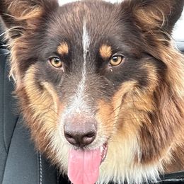 Ellie - Australian Shepherd