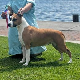 Rosey - American Staffordshire Terrier